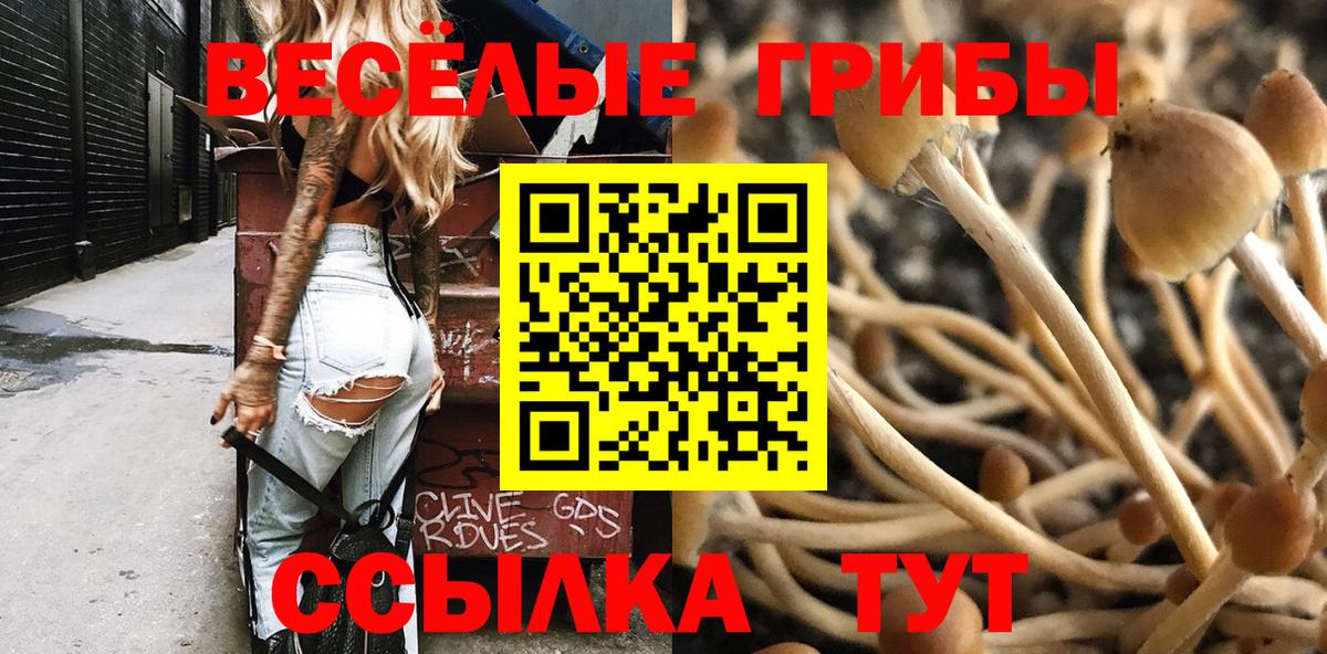 Касимов  наркотики  Вход с VPN  Псилоцибиновые грибы Psilocybe 